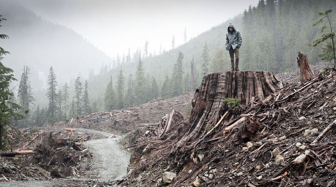 Abattage dans la forêt pluviale côtière sur l’île de Vancouver, Colombie britannique, Canada