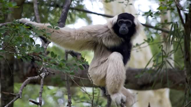 Un gibbon à bonnet (Hylobates pileatus) est assis sur une grosse branche et regarde la caméra