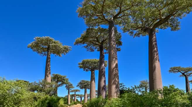 Allée des baobabs à Madagascar