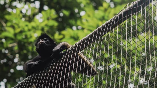 Un atèle belzébuth se tient sur le grillage d’un enclos dans la forêt tropicale et regarde les alentours