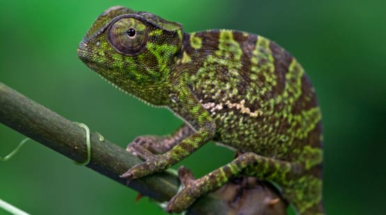 Un Caméléon à l’apparence tigrée de profil sur une branche sur un fond vert foncé