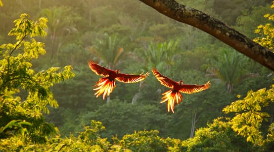 Deux aras rouges volent, ailes déployées, au-dessus de la forêt tropicale