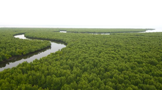 Vue aérienne sur une rivière serpentant au milieu d’une forêt de mangrove