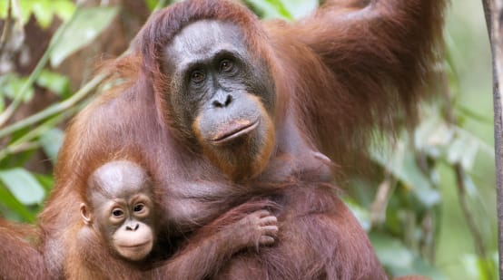 Orang-outan avec bébé