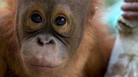 Gros plan sur le visage d’un jeune orang-outan