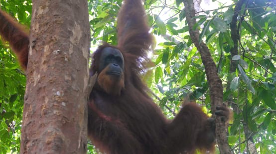 Un orang-outan de Sumatra suspendu dans un arbre