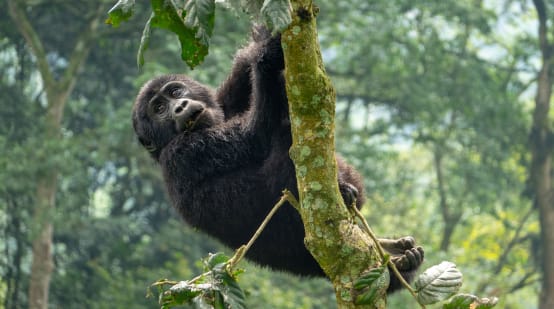 Gorille des montagnes en République démocratique du Congo