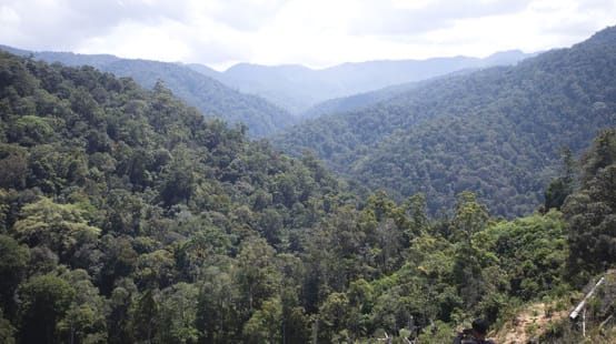 Pétition · Préservons la gestion durable des forêts françaises en soutenant  le bois-énergie ·