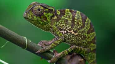 Un Caméléon à l’apparence tigrée de profil sur une branche sur un fond vert foncé