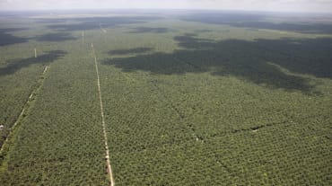 Vue aérienne de plantations de palmiers à huile s’étendant jusqu’à l’horizon