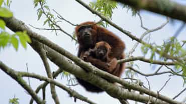 Singe hurleur brun du sud assis avec un petit au sommet d’un arbre