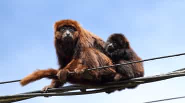 Un singe hurleur brun du sud est assis avec un petit sur des lignes électriques sur fond de ciel bleu