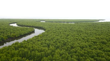 Vue aérienne sur une rivière serpentant au milieu d’une forêt de mangrove