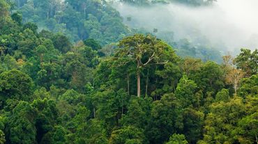 Forêt tropicale luxuriante baignée de brume matinal