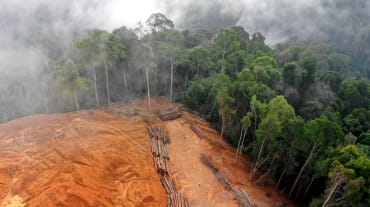 Vue aérienne d’une zone déboisée dans la forêt tropicale