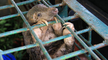 Le commerce d'animaux sauvages provoque un déclin de 62% des