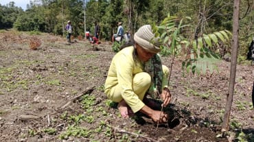 Une femme accroupie plante un cèdre, de la famille des Méliacées