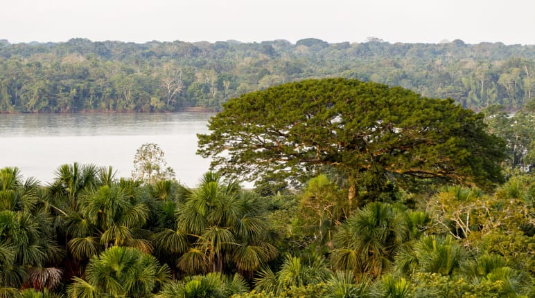 Paysage d’arbres et d’une rivière dans le parc national Yasuní en Équateur