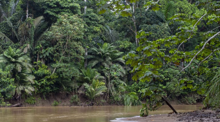 Cours d’eau dans la forêt tropicale du parc national Yasuní