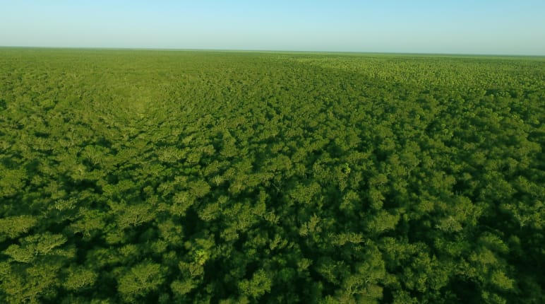 Vue aérienne de la forêt intacte du Chaco au Paraguay