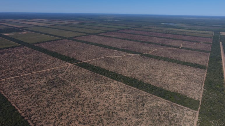 Vue aérienne d’immenses zones rectangulaires défrichées dans la forêt du Chaco, au Paraguay