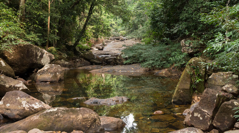 Cours d’eau bordé de blocs rocheux et entouré de forêt tropicale