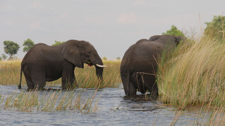 Eléphants dans le delta de l’Okavango au Botswana