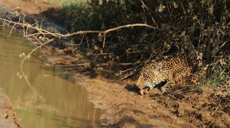 Jaguar se faufilant à travers la végétation pour boire de l’eau