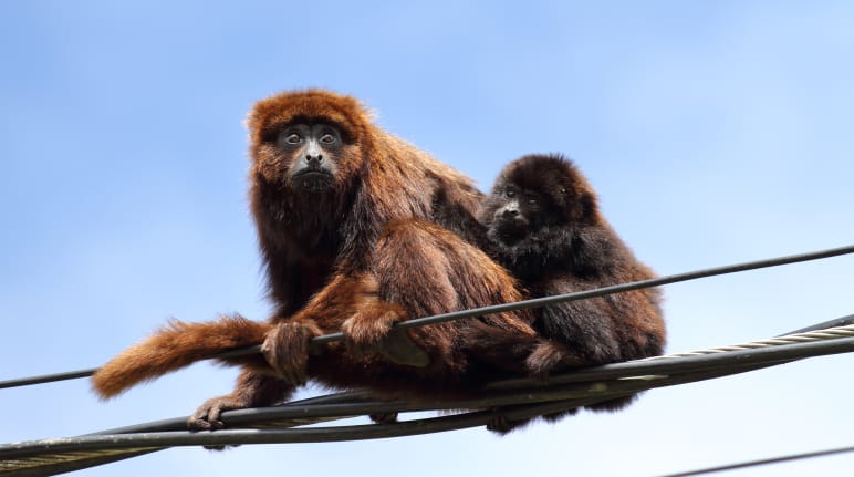 Un singe hurleur brun du sud est assis avec un petit sur des lignes électriques sur fond de ciel bleu