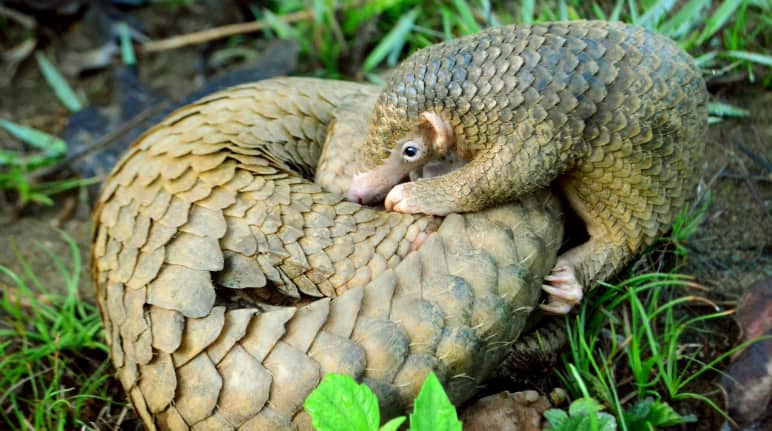 Un jeune pangolin se penche sur sa mère qui est enroulée sur le sol de la forêt