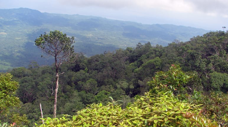 Paysage de montagne boisé où un grand arbre se détache au premier plan à gauche