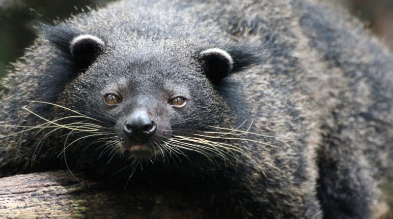 Binturong de Palawan (Arctictis binturong whitei) est couché sur un tronc d’arbre et regarde la caméra