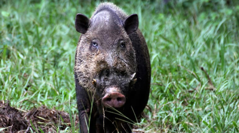 Vue frontale d’un sanglier à barbe de Palawan