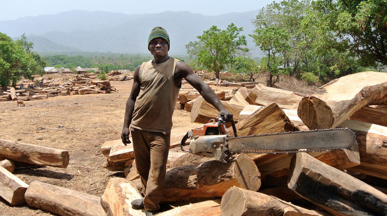 Un bûcheron prend la pose avec sa tronçonneuse dans l’aire de stockage réservée aux grumes de palissandre au Nigeria