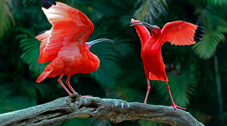 Deux ibis rouges sur une branche