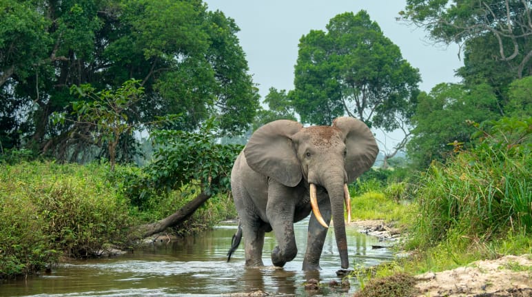 Éléphant de forêt en Afrique