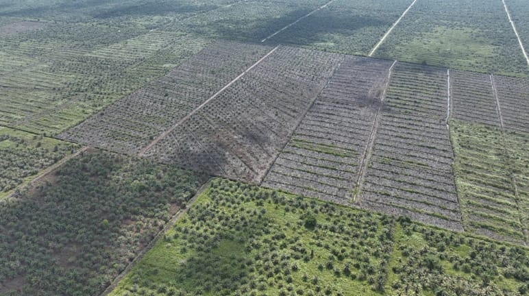 Photo de drone de nouvelles plantations de palmiers à huile