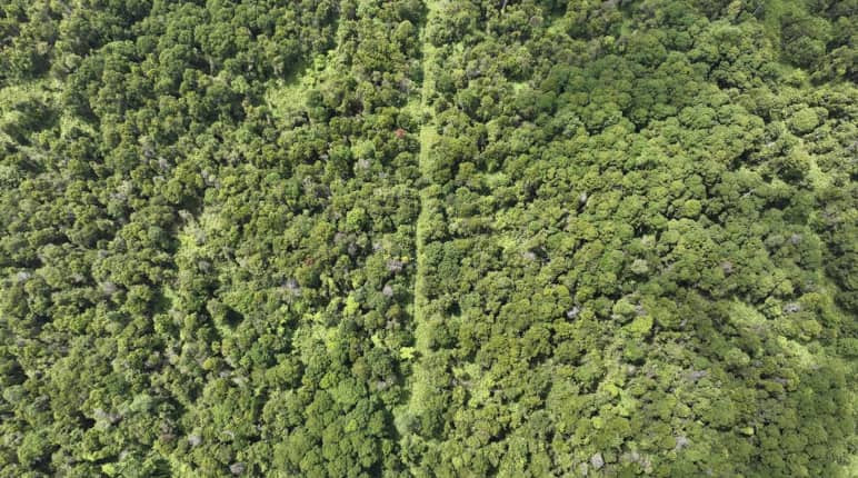 Photo de drone d’une tourbière boisée