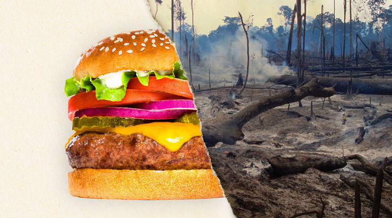 Photo divisée en deux : la première moitié représente un burger et la seconde une forêt tropicale défrichée