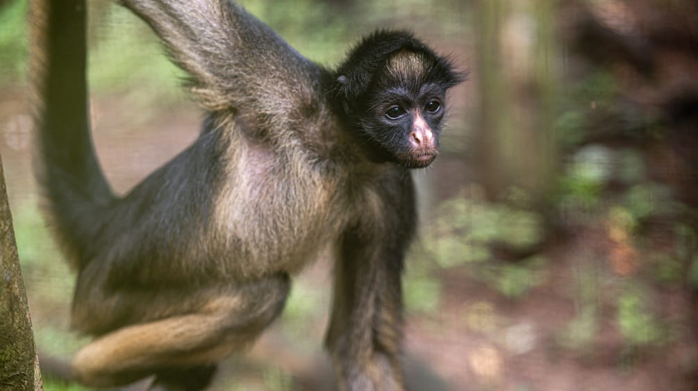 Un Atèle belzébuth (Ateles belzebuth) suspendu à une branche