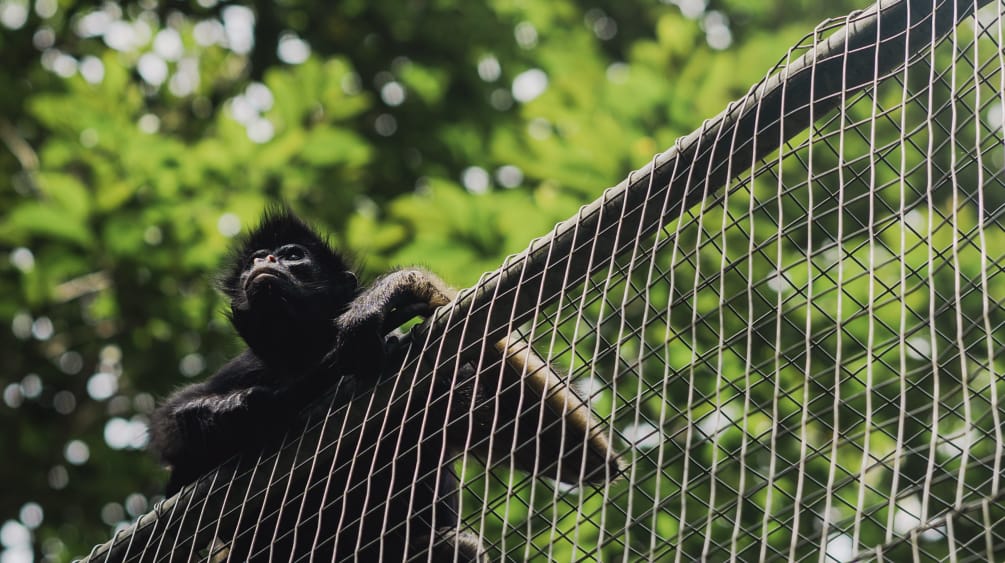 Un Atèle belzébuth se tient sur le grillage d’un enclos dans la forêt tropicale et regarde les alentours