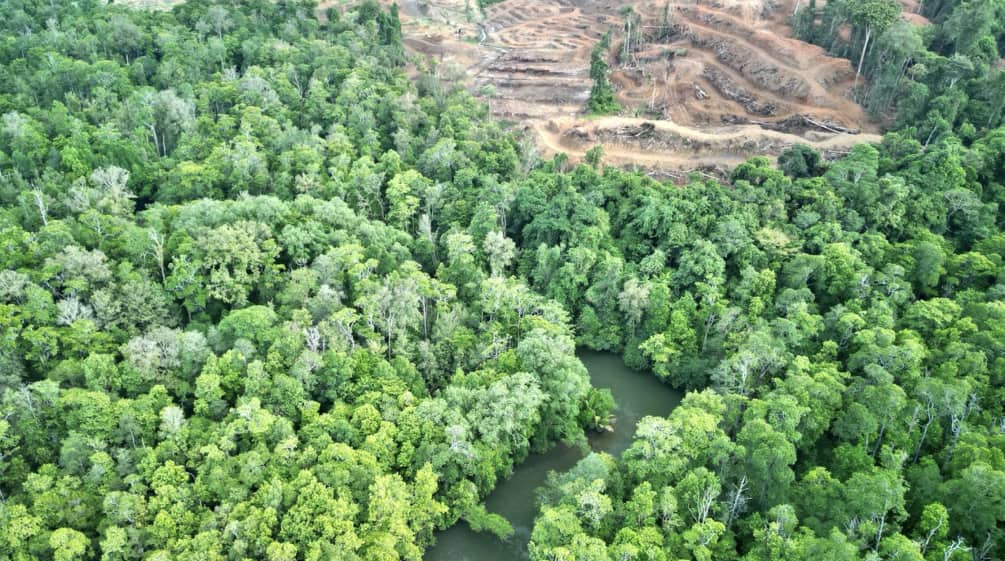 Vue aérienne d’une forêt tropicale avec une rivière et zone coupée à blanc