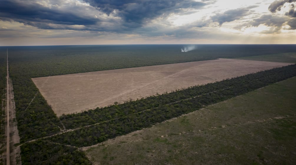 Vue aérienne montrant la forêt du Chaco défigurée par deux grandes surfaces rectangulaires de défrichage et des routes