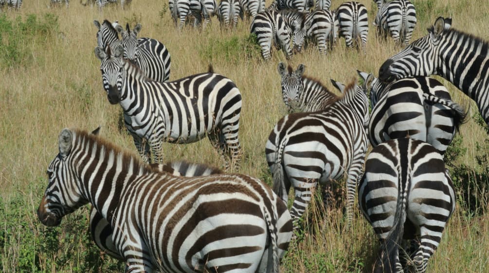 Zèbres dans la savane