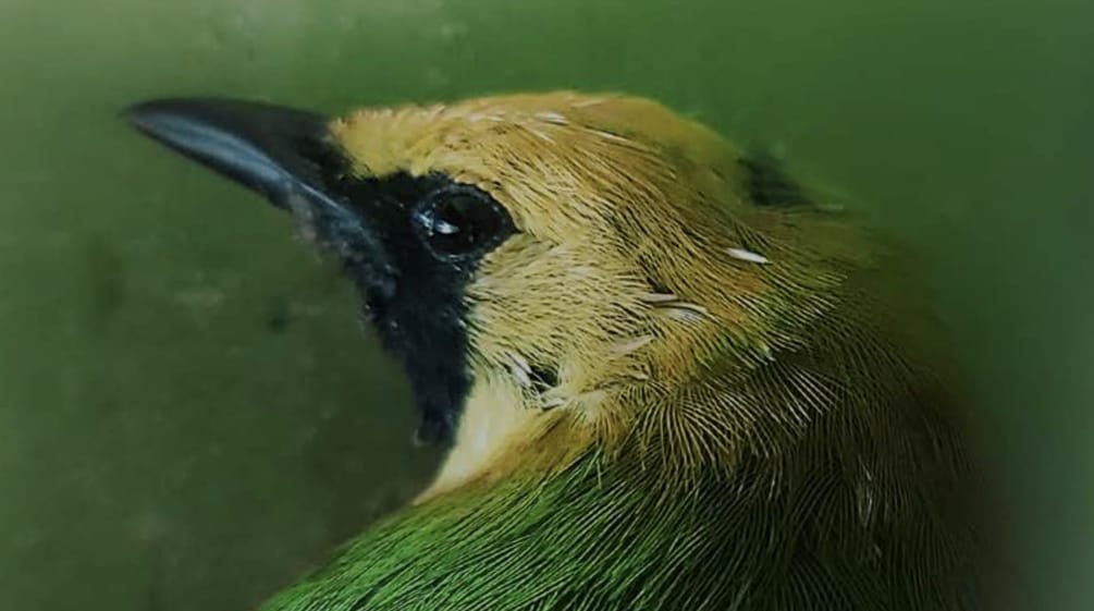 Gros plan sur la tête d’un oiseau vert au front jaune