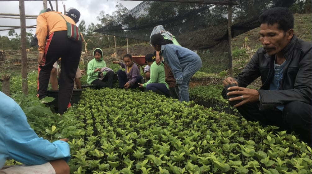 Des personnes, pour la plupart accroupies, entretiennent des plants de café