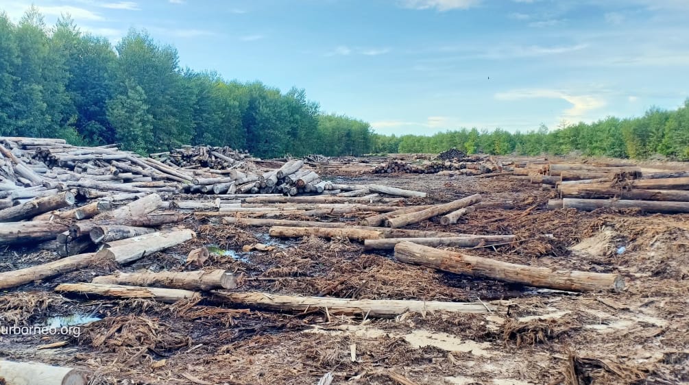 Troncs d’arbres après une coupe à blanc