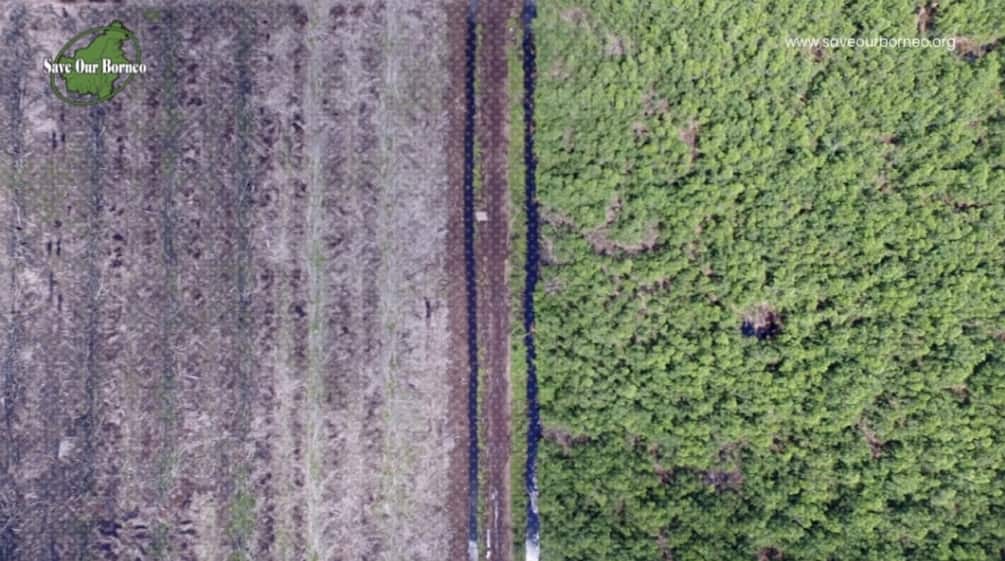 Image par drone d’une coupe à blanc