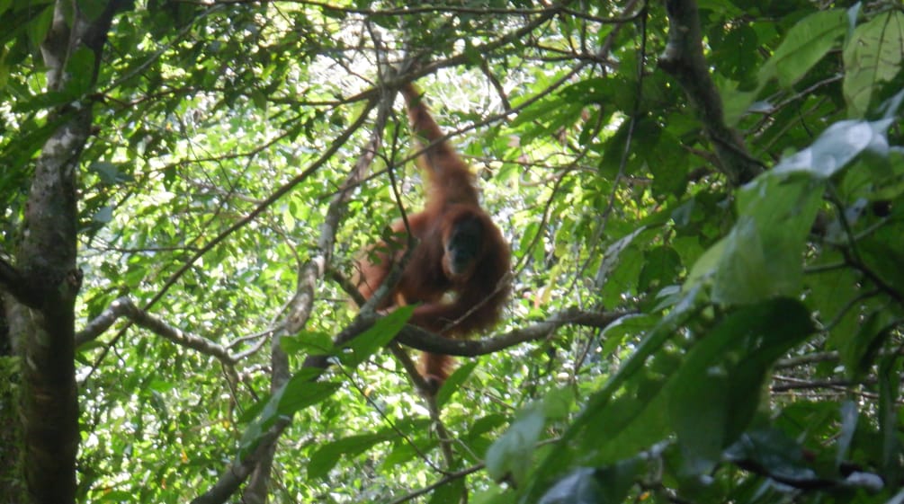 Orang-outan dans un arbre