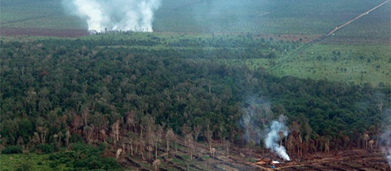 Plus de 100 incendies ont été allumés dans la forêt de Tripa Vue aérienne d’un paysage composé de tourbières en train d’être incendiées et de cultures d’huile de palme en arrière plan